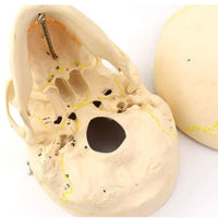 Craneo de Anatomia mandibular con vasos sanguineos y nervios