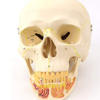 Craneo de Anatomia mandibular con vasos sanguineos y nervios