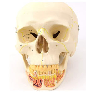 Craneo de Anatomia mandibular con vasos sanguineos y nervios