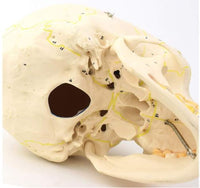 Craneo de Anatomia mandibular con vasos sanguineos y nervios
