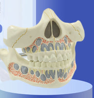 Modelo mandíbula de humano adulto
