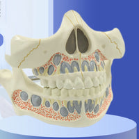 Modelo mandíbula de humano adulto