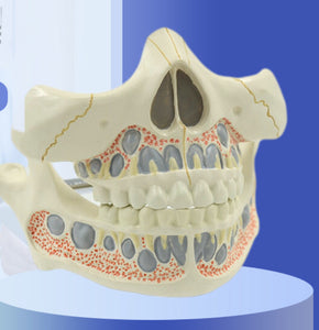 Modelo mandíbula de humano adulto