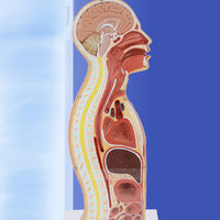 Modelo anatomico de seccion transversal torso nasogástrico 3D detallado