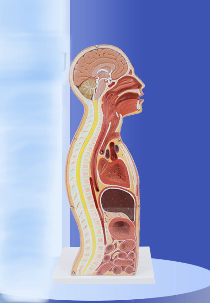 Modelo anatomico de seccion transversal torso nasogástrico 3D detallado