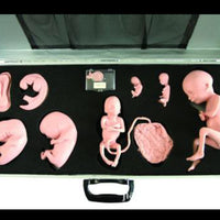 Desarrollo de feto gestacion fetal del  embrion