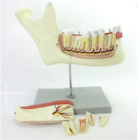 Modelo Anatomico de Mandibula Maxilar inferior
