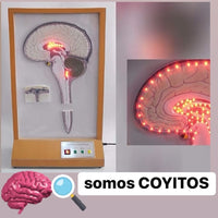 Simulador cerebral circulante de líquido cefalorraquídeo
