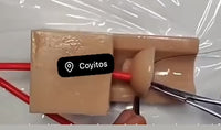 Modelo de anastomosis ureteral vejiga uretra
