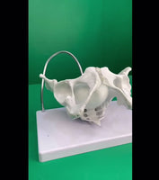 Modelo pelvis con craneo fetal
