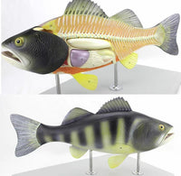 Modelo Anatómico de Pez Desmontable MVZ
