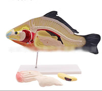 Modelo Anatómico de Pez Desmontable MVZ
