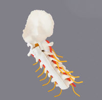 Simulador cirugias de Ligamentos Ortopedia Trauma
