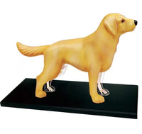 Modelo Anatomico 4D perro
