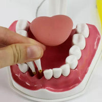 Modelo de demostración dental de dientes gigantes con cepillo