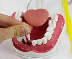 Modelo de demostración dental de dientes gigantes con cepillo