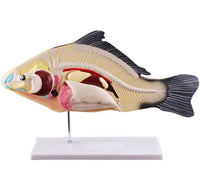 Modelo Anatómico de Pez Desmontable MVZ
