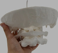 Modelo anatomico hueso occipital desmontable
