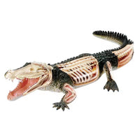 Modelo de lagarto cocodrilo o gecko MVZ
