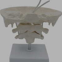 Modelo anatomico hueso occipital desmontable