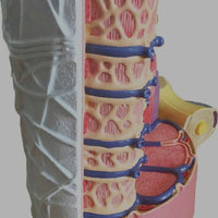 Modelo de Fibra musculo esqueletico
