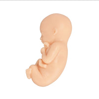 Modelo de proceso fetal a termino -  masculino
