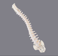 Simulador cirugias de Ligamentos Ortopedia Trauma

