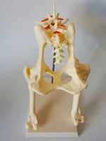 Modelo cadera de perro canino VMZ

