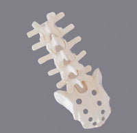 Simulador cirugias de Ligamentos Ortopedia Trauma

