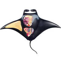 Modelo de mantarraya 4D
