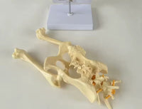 Modelo cadera de perro canino VMZ
