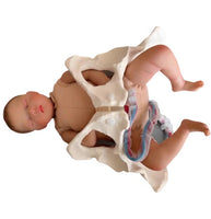 Anatomía de la Pelvis con cordón Umbilical del feto y placenta
