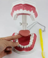 Modelo de demostración dental de dientes gigantes con cepillo
