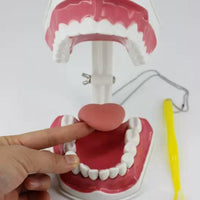 Modelo de demostración dental de dientes gigantes con cepillo