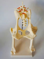 Modelo cadera de perro canino VMZ

