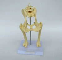 Modelo cadera de perro canino VMZ
