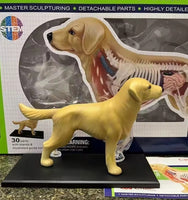 Modelo Anatomico 4D perro
