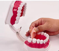 Modelo de demostración dental de dientes gigantes con cepillo
