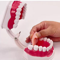 Modelo de demostración dental de dientes gigantes con cepillo