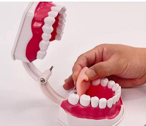 Modelo de demostración dental de dientes gigantes con cepillo