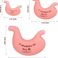 Modelo estomago lactancia recien nacido