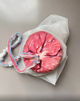 Anatomía de la Pelvis con cordón Umbilical del feto y placenta
