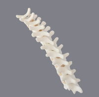 Simulador cirugias de Ligamentos Ortopedia Trauma
