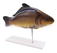 Modelo Anatómico de Pez Desmontable MVZ
