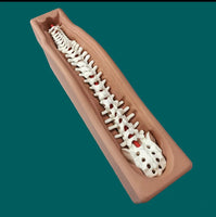Simulador cirugias de Ligamentos Ortopedia Trauma
