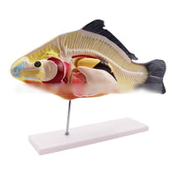 Modelo Anatómico de Pez Desmontable MVZ
