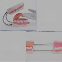 Modelo de demostración dental de dientes gigantes con cepillo
