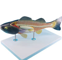 Modelo Anatómico de Pez Desmontable MVZ
