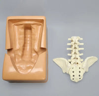 Simulador cirugias de Ligamentos Ortopedia Trauma

