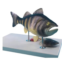 Modelo Anatómico de Pez Desmontable MVZ
